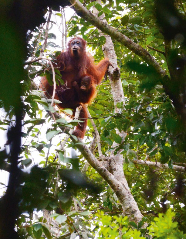 BBC Knowledge-Sarawak