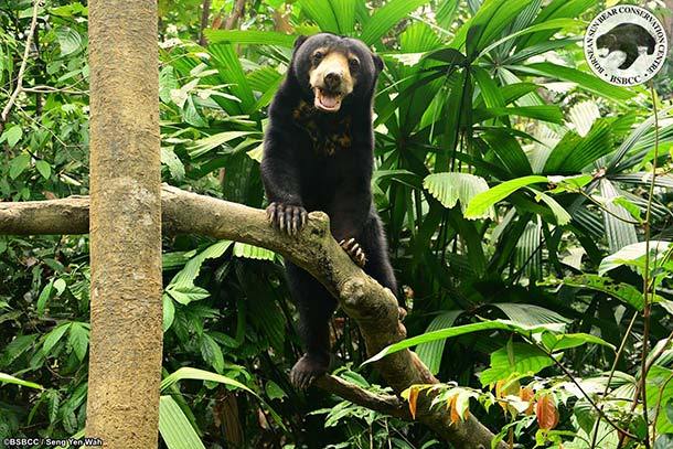 Borneo Sun Bear Conservation Centre Sandakan