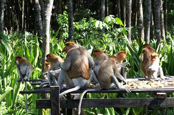 Probosis-Monkey Sanctuary Labuk Bay