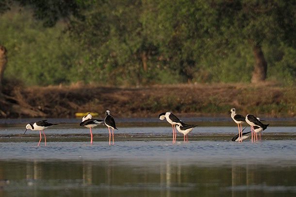 Mangrove Wonorejo