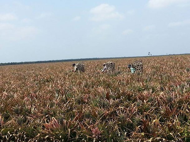 Ladang Nanas (Kg Parit Tengah)