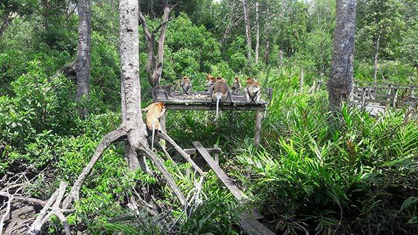 Labuk Bay Proboscia Monkey Santuary