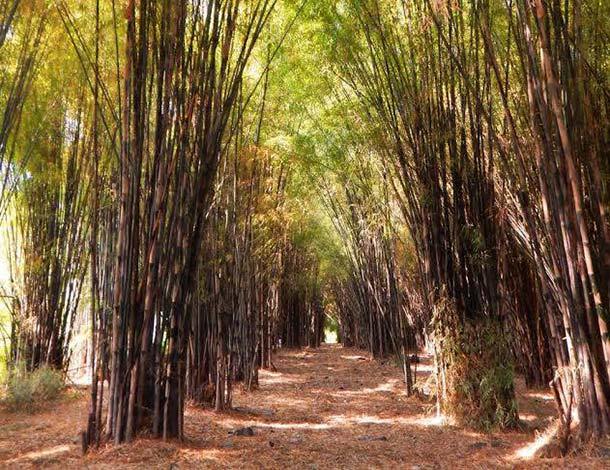 Hutan Bambu dan Taman Sakura