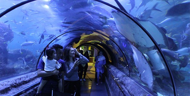 Seaworld-Ancol