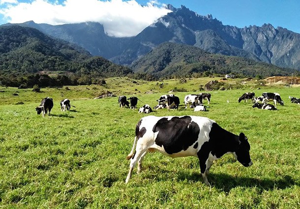 Desa Cattle Dairy Farm